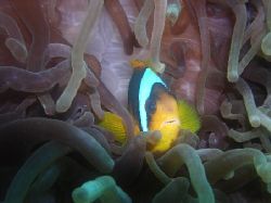 This is Nemo in Ras Um El Seed, Sharm El Sheikh. Camera u... by Omar Nagi 